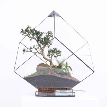 Automated-Terrariums-Cube-1-scaled-1.jpg