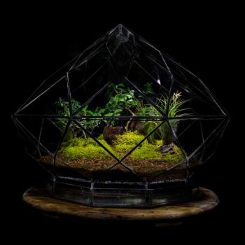 Diamond-Terrarium-LR.jpg