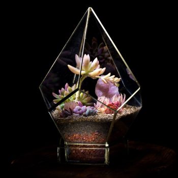 Pentagon-Terrarium.jpg