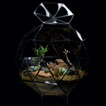 Pentakis-Dodechadron-Terrarium-Succulents.jpg